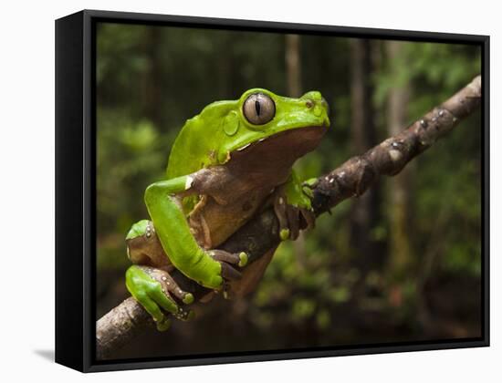 Giant Leaf Frog in the Rainforest, Iwokrama Reserve, Guyana-Pete Oxford-Framed Stretched Canvas
