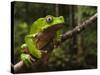 Giant Leaf Frog in the Rainforest, Iwokrama Reserve, Guyana-Pete Oxford-Stretched Canvas