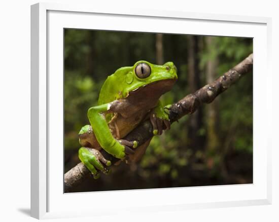 Giant Leaf Frog in the Rainforest, Iwokrama Reserve, Guyana-Pete Oxford-Framed Photographic Print