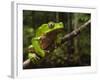 Giant Leaf Frog in the Rainforest, Iwokrama Reserve, Guyana-Pete Oxford-Framed Photographic Print