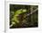 Giant Leaf Frog in the Rainforest, Iwokrama Reserve, Guyana-Pete Oxford-Framed Photographic Print