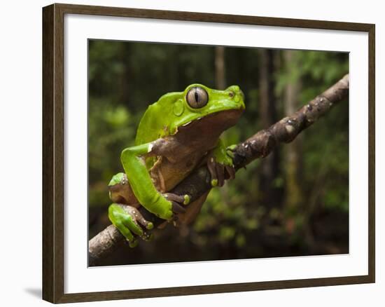 Giant Leaf Frog in the Rainforest, Iwokrama Reserve, Guyana-Pete Oxford-Framed Photographic Print