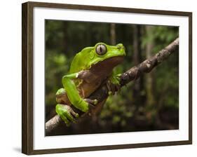 Giant Leaf Frog in the Rainforest, Iwokrama Reserve, Guyana-Pete Oxford-Framed Photographic Print