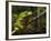 Giant Leaf Frog in the Rainforest, Iwokrama Reserve, Guyana-Pete Oxford-Framed Photographic Print