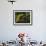 Giant Leaf Frog in the Rainforest, Iwokrama Reserve, Guyana-Pete Oxford-Framed Photographic Print displayed on a wall