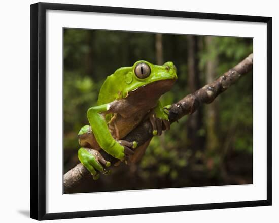 Giant Leaf Frog in the Rainforest, Iwokrama Reserve, Guyana-Pete Oxford-Framed Photographic Print