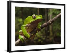 Giant Leaf Frog in the Rainforest, Iwokrama Reserve, Guyana-Pete Oxford-Framed Photographic Print