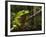 Giant Leaf Frog in the Rainforest, Iwokrama Reserve, Guyana-Pete Oxford-Framed Photographic Print