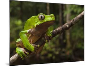 Giant Leaf Frog in the Rainforest, Iwokrama Reserve, Guyana-Pete Oxford-Mounted Photographic Print
