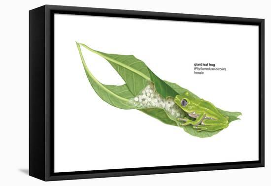 Giant Leaf Frog (Phyllomedusa Bicolor), Amphibians-Encyclopaedia Britannica-Framed Stretched Canvas