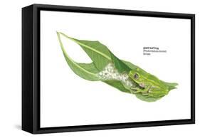 Giant Leaf Frog (Phyllomedusa Bicolor), Amphibians-Encyclopaedia Britannica-Framed Stretched Canvas