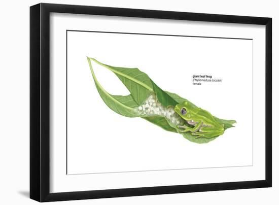 Giant Leaf Frog (Phyllomedusa Bicolor), Amphibians-Encyclopaedia Britannica-Framed Art Print