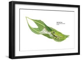 Giant Leaf Frog (Phyllomedusa Bicolor), Amphibians-Encyclopaedia Britannica-Framed Art Print