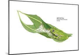 Giant Leaf Frog (Phyllomedusa Bicolor), Amphibians-Encyclopaedia Britannica-Mounted Art Print