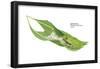 Giant Leaf Frog (Phyllomedusa Bicolor), Amphibians-Encyclopaedia Britannica-Framed Poster