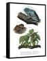 Giant Leaf Frog-null-Framed Stretched Canvas