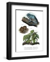 Giant Leaf Frog-null-Framed Giclee Print