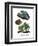 Giant Leaf Frog-null-Framed Giclee Print