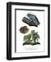 Giant Leaf Frog-null-Framed Giclee Print