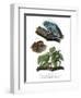 Giant Leaf Frog-null-Framed Giclee Print