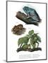Giant Leaf Frog-null-Mounted Giclee Print