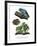 Giant Leaf Frog-null-Framed Giclee Print