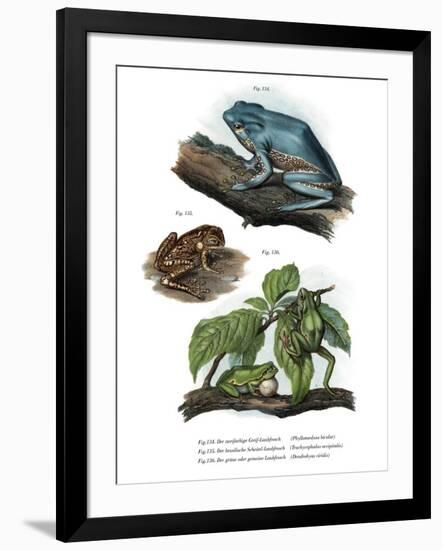 Giant Leaf Frog-null-Framed Giclee Print