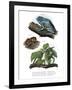 Giant Leaf Frog-null-Framed Giclee Print