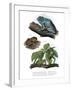 Giant Leaf Frog-null-Framed Giclee Print