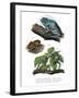 Giant Leaf Frog-null-Framed Giclee Print