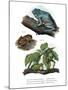 Giant Leaf Frog-null-Mounted Giclee Print