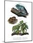 Giant Leaf Frog-null-Mounted Giclee Print