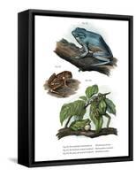 Giant Leaf Frog-null-Framed Stretched Canvas