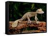 Giant Leaf-Tailed Gecko, Uroplatus Fimbriatus, Native to Madagascar-David Northcott-Framed Stretched Canvas