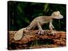 Giant Leaf-Tailed Gecko, Uroplatus Fimbriatus, Native to Madagascar-David Northcott-Stretched Canvas