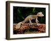 Giant Leaf-Tailed Gecko, Uroplatus Fimbriatus, Native to Madagascar-David Northcott-Framed Premium Photographic Print