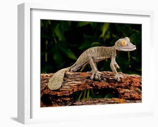 Giant Leaf-Tailed Gecko, Uroplatus Fimbriatus, Native to Madagascar-David Northcott-Framed Premium Photographic Print