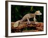 Giant Leaf-Tailed Gecko, Uroplatus Fimbriatus, Native to Madagascar-David Northcott-Framed Photographic Print