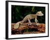 Giant Leaf-Tailed Gecko, Uroplatus Fimbriatus, Native to Madagascar-David Northcott-Framed Photographic Print