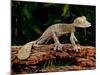 Giant Leaf-Tailed Gecko, Uroplatus Fimbriatus, Native to Madagascar-David Northcott-Mounted Photographic Print
