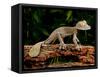 Giant Leaf-Tailed Gecko, Uroplatus Fimbriatus, Native to Madagascar-David Northcott-Framed Stretched Canvas