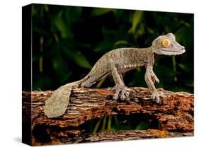 Giant Leaf-Tailed Gecko, Uroplatus Fimbriatus, Native to Madagascar-David Northcott-Stretched Canvas