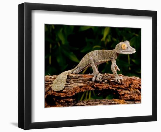 Giant Leaf-Tailed Gecko, Uroplatus Fimbriatus, Native to Madagascar-David Northcott-Framed Photographic Print