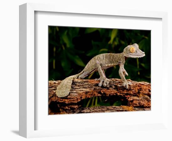 Giant Leaf-Tailed Gecko, Uroplatus Fimbriatus, Native to Madagascar-David Northcott-Framed Photographic Print