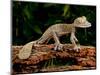 Giant Leaf-Tailed Gecko, Uroplatus Fimbriatus, Native to Madagascar-David Northcott-Mounted Photographic Print