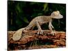 Giant Leaf-Tailed Gecko, Uroplatus Fimbriatus, Native to Madagascar-David Northcott-Stretched Canvas