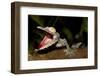 Giant Leaf-Tailed Gecko, Uroplatus Fimbriatus, Nosy Mangabe Reserve, Madagascar. Angry Gecko with O-Artush-Framed Photographic Print