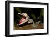 Giant Leaf-Tailed Gecko, Uroplatus Fimbriatus, Nosy Mangabe Reserve, Madagascar. Angry Gecko with O-Artush-Framed Photographic Print