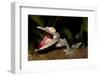 Giant Leaf-Tailed Gecko, Uroplatus Fimbriatus, Nosy Mangabe Reserve, Madagascar. Angry Gecko with O-Artush-Framed Photographic Print