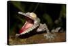 Giant Leaf-Tailed Gecko, Uroplatus Fimbriatus, Nosy Mangabe Reserve, Madagascar. Angry Gecko with O-Artush-Stretched Canvas